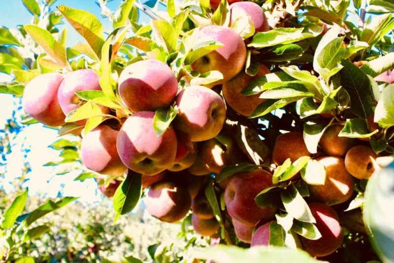 Apple orchid at the pet friendly accommodation western cape