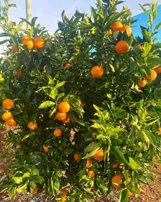 Citrus groves