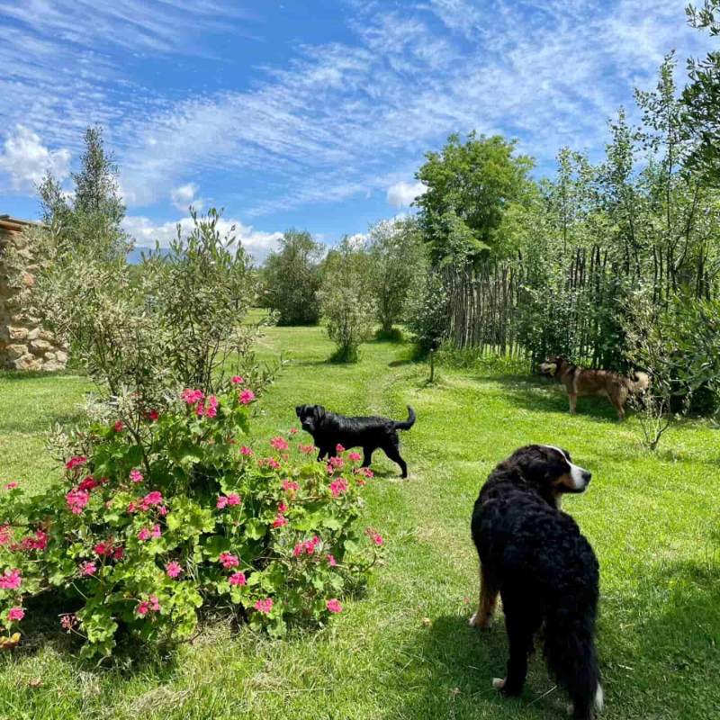 Dogs roaming the garden at this pet friendly pet accommodation western cape